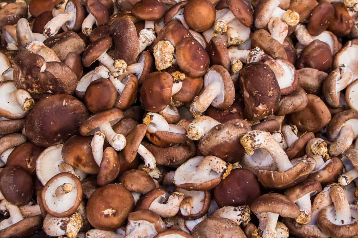 GEWONNEN // Win 5x een Shiitake teeltpakket en kweek je eigen shiitake