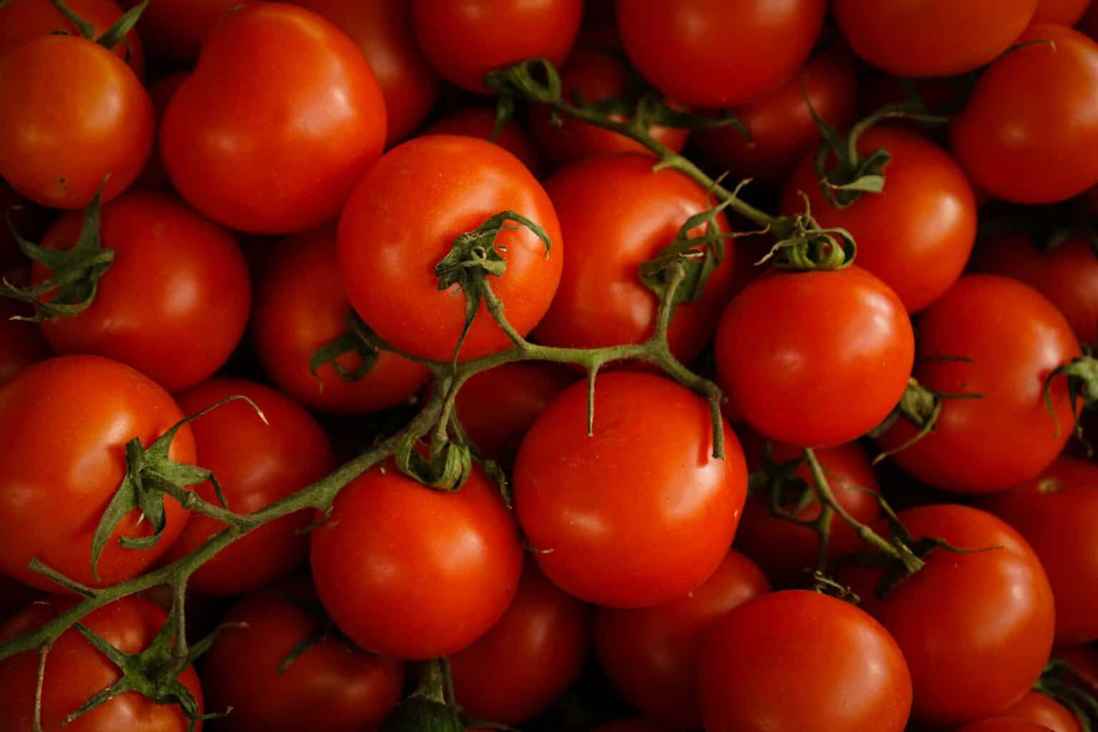Gepelde tomaten, tomatenpuree en passata - Foodies