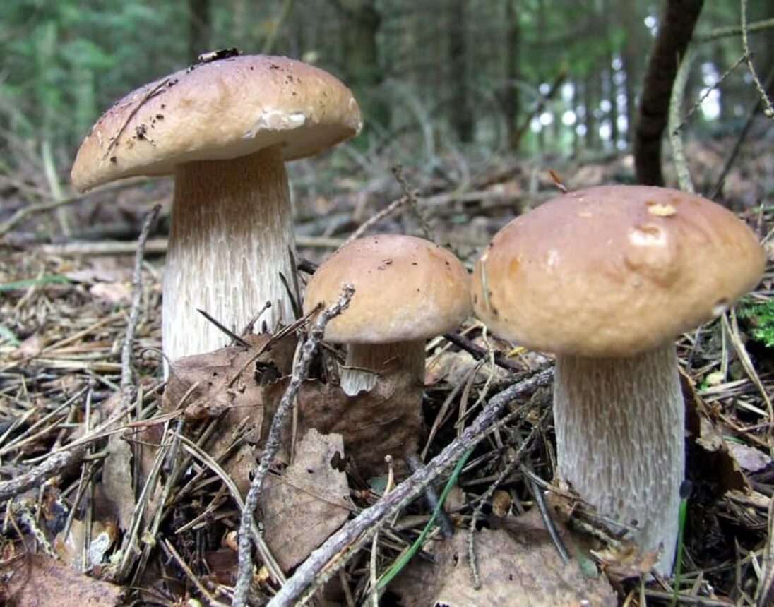 Wat is porcini en wat kun je ermee? Foodies