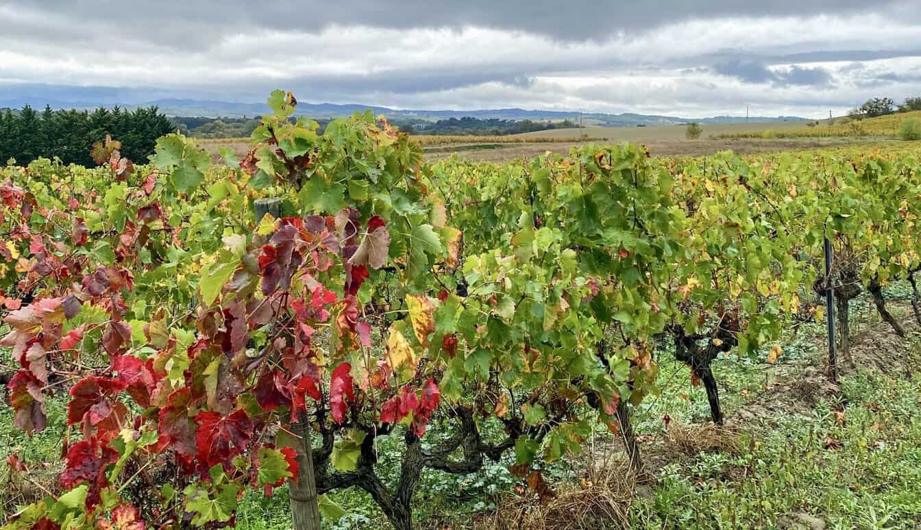 thumbnail voor Slechts 0,1% van alle Italiaanse wijn komt hiervandaan