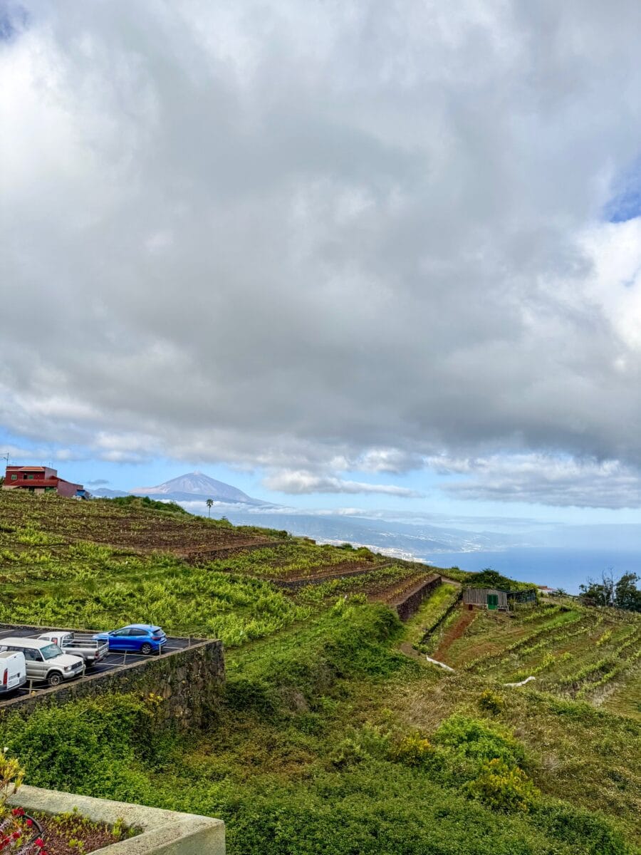 Wijngaarden van Bodegas Monje op Tenerife, op de heuvels langs de kust