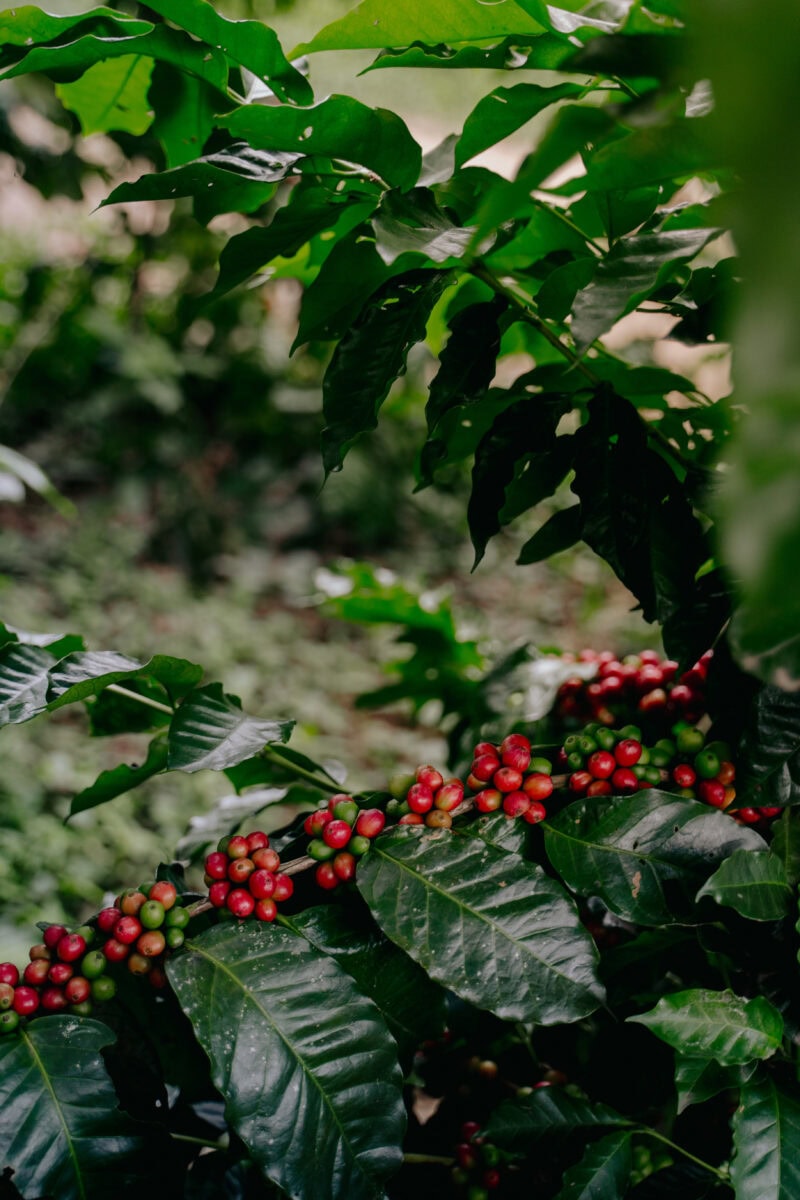 Koffie uit het bos Brute Bonen koffiebessen