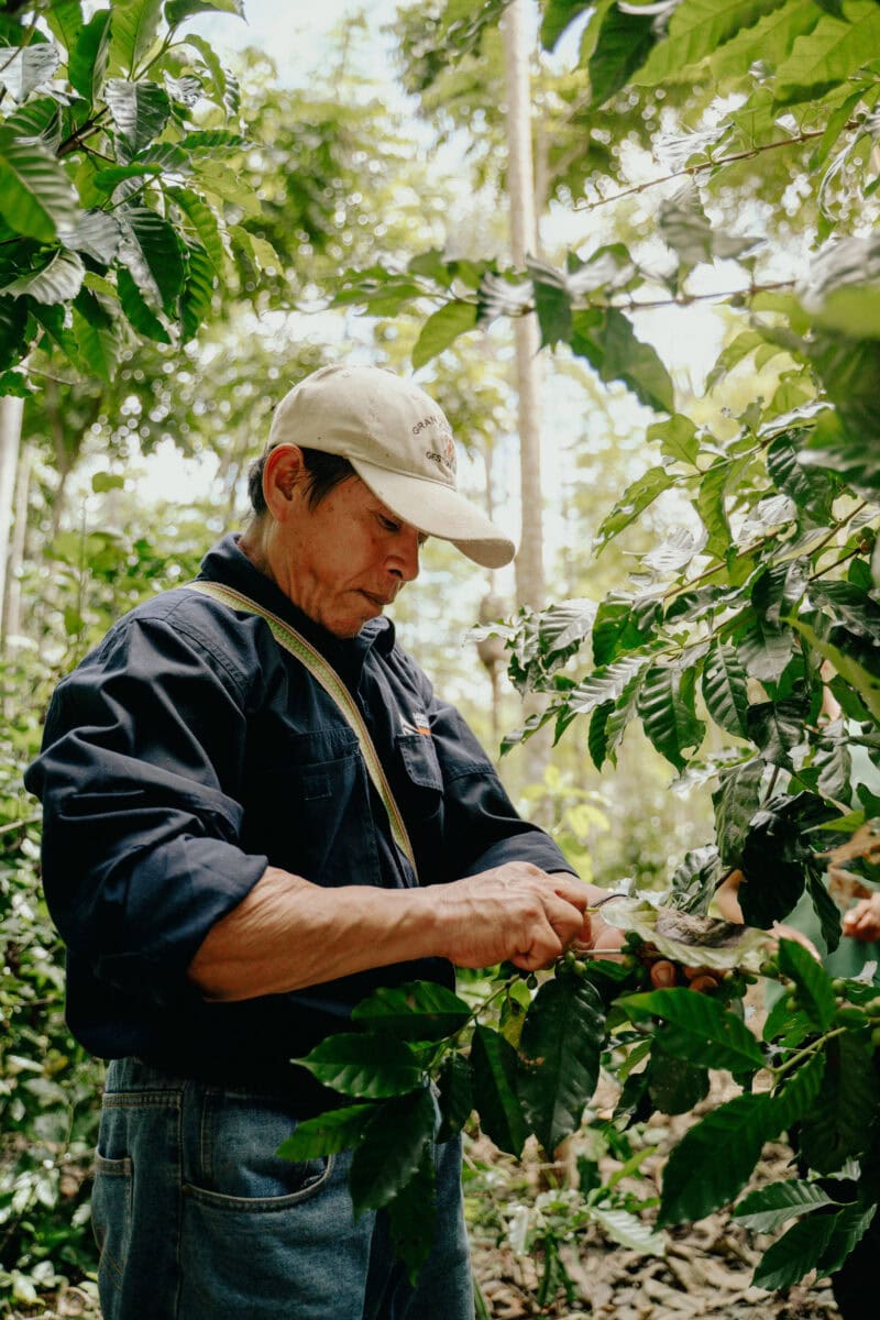 Koffie uit het bos Brute Bonen koffieboer
