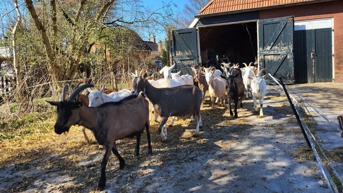 Geiten bij boerderij De Oude Streek in Zevenhuizen