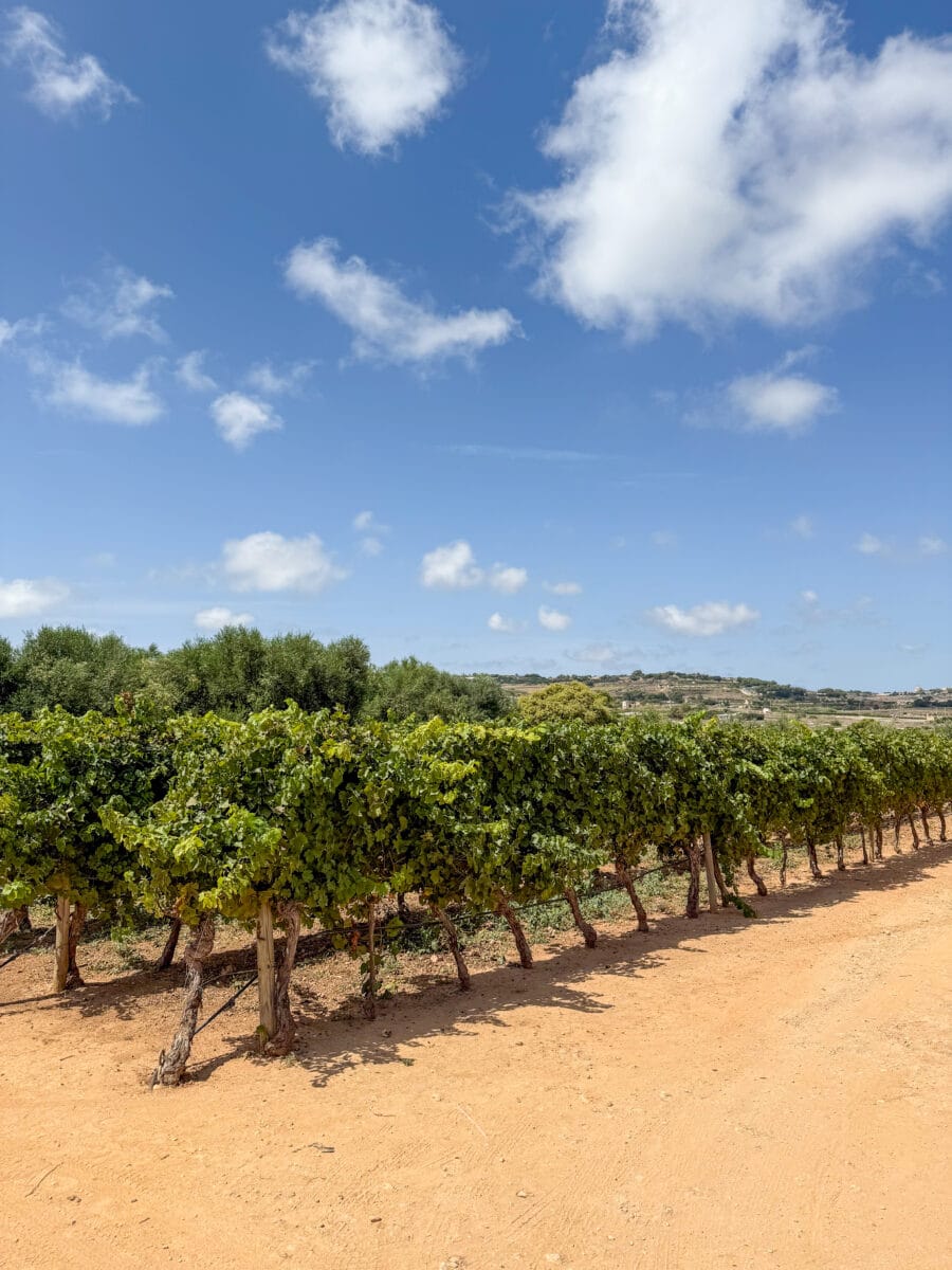 Wijngaarden van Ta' Betta Winery op Malta