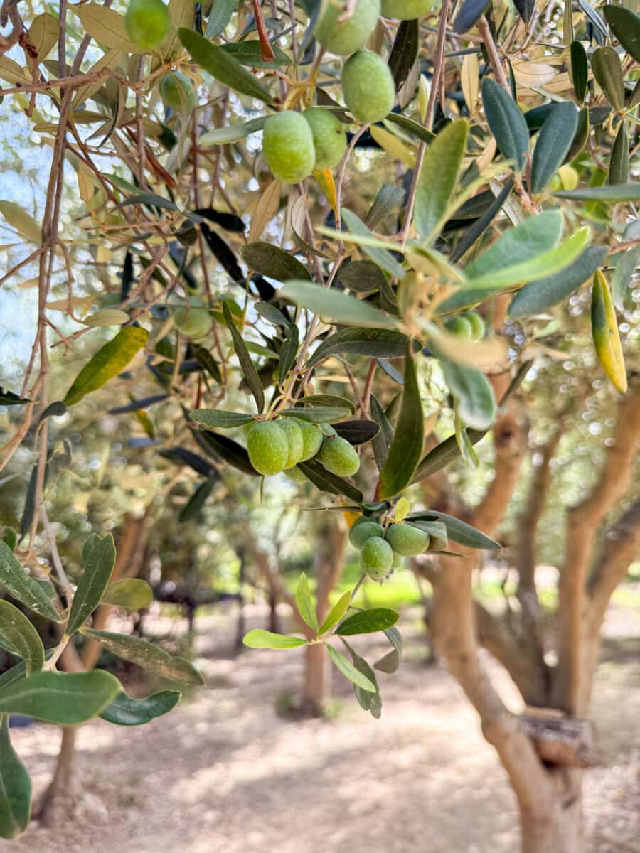 Olijven in een olijfgaard op Malta