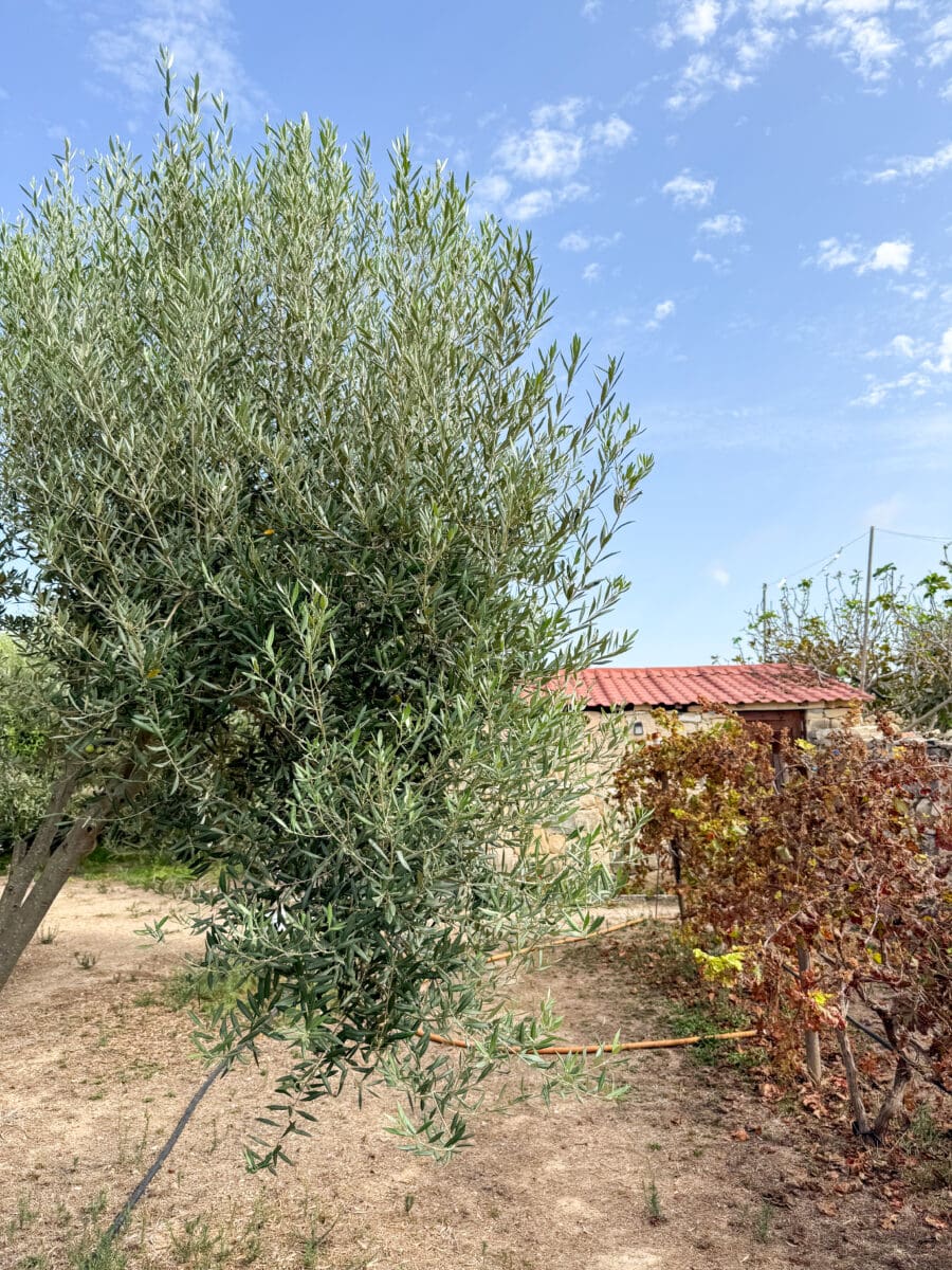 Ta' Xmun olijfgaard op Malta