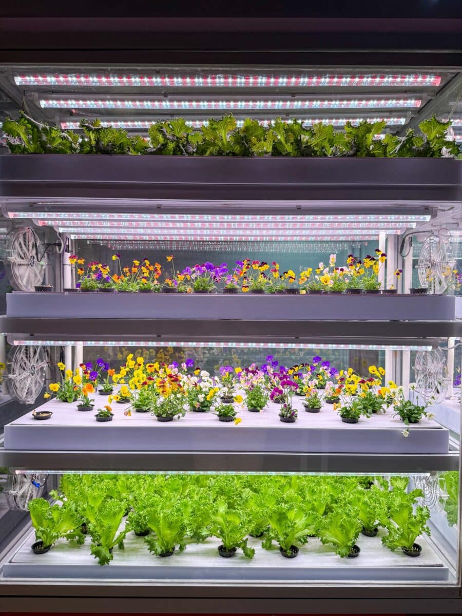 Rekken met planten en bloemen bij Bustanica in Dubai