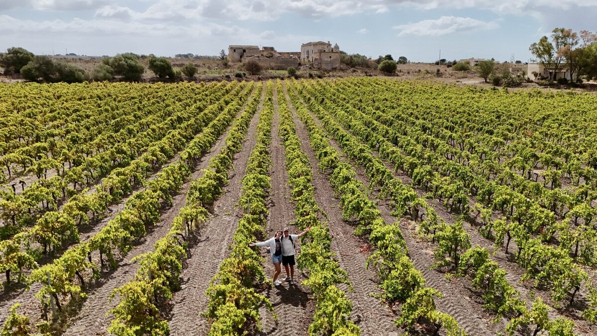 Wijngaard op het eiland Sicilië
