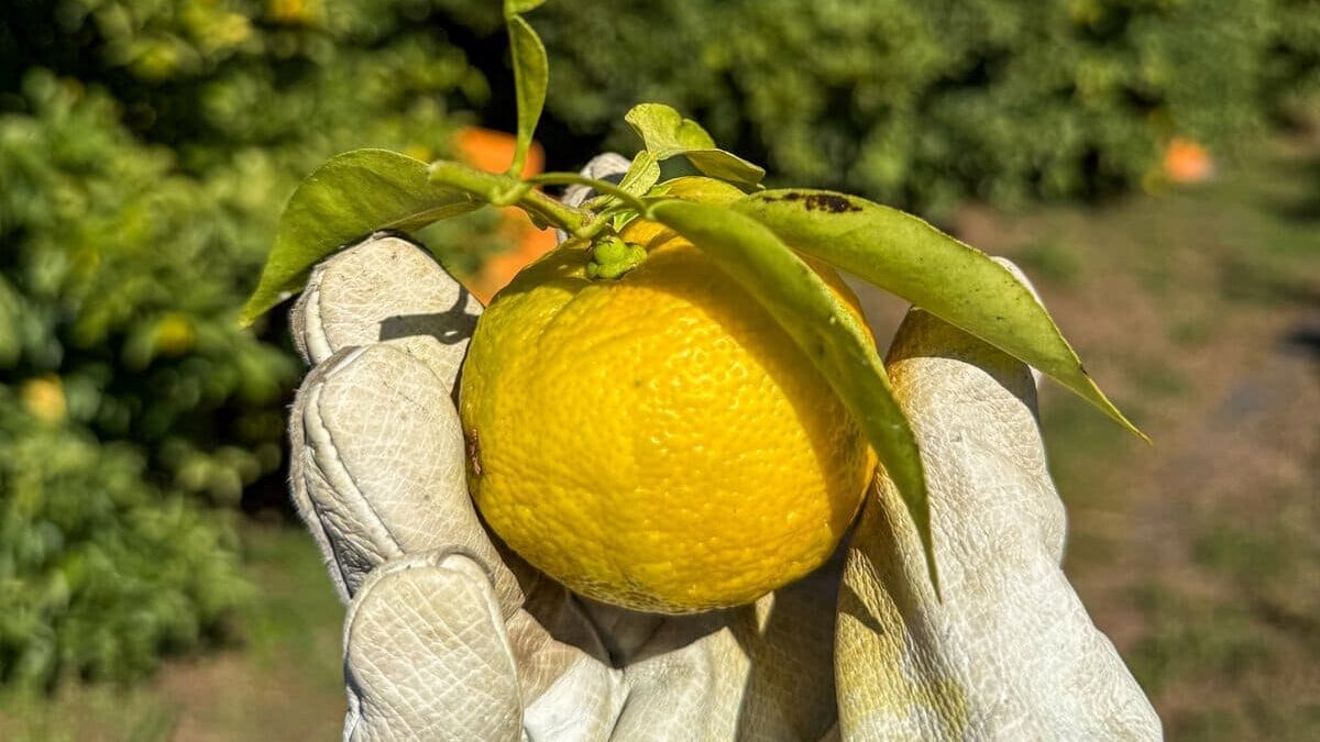 Geplukt yuzu bij een boerderij in Japan