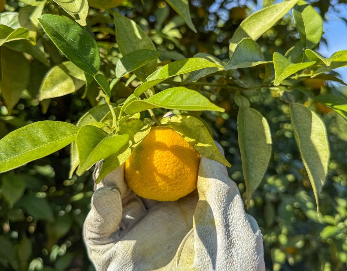 Yuzu in de bergen van Kochi in Japan