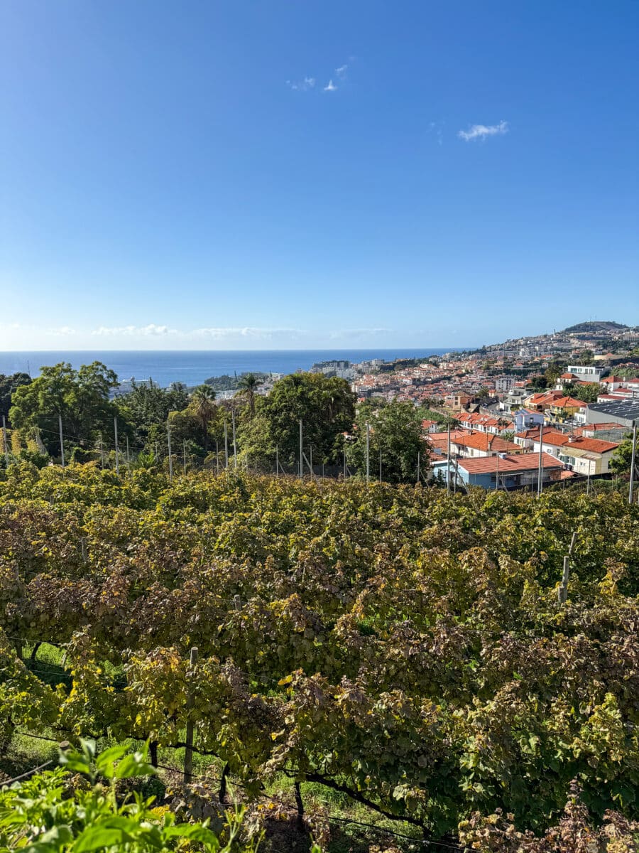 Uitzicht over Funchal vanuit de wijngaarden van Blandy's
