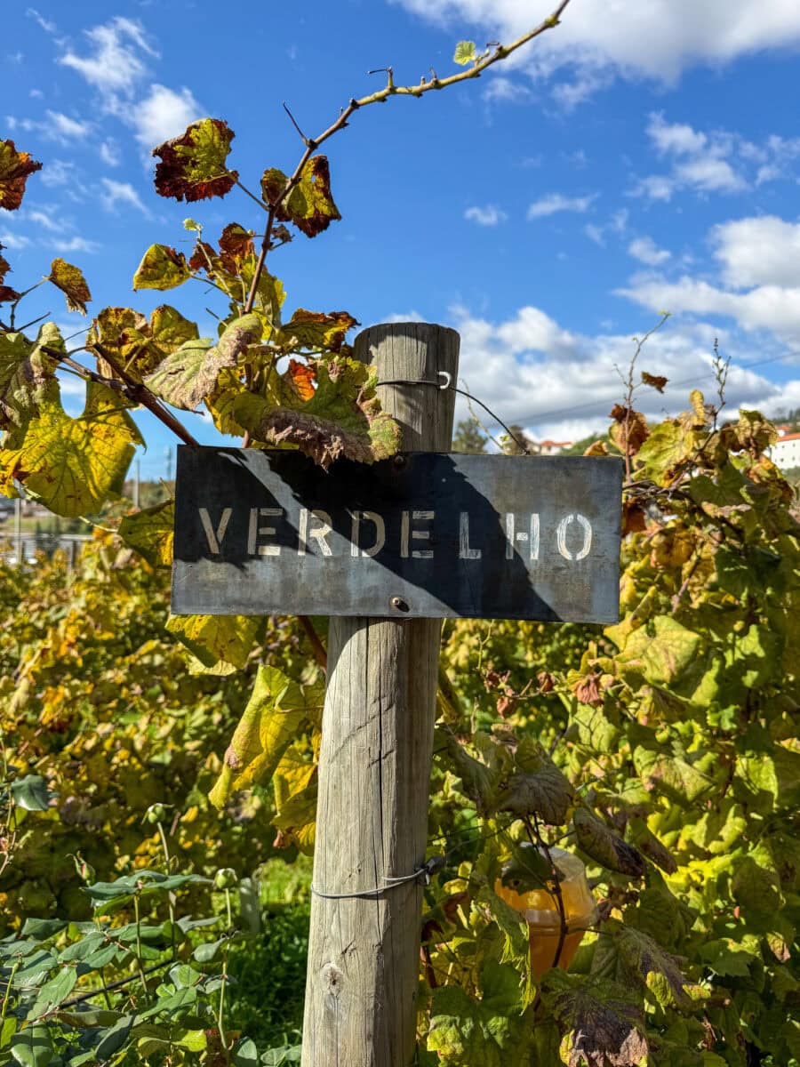 Wijngaard van Blandy's op Madeira