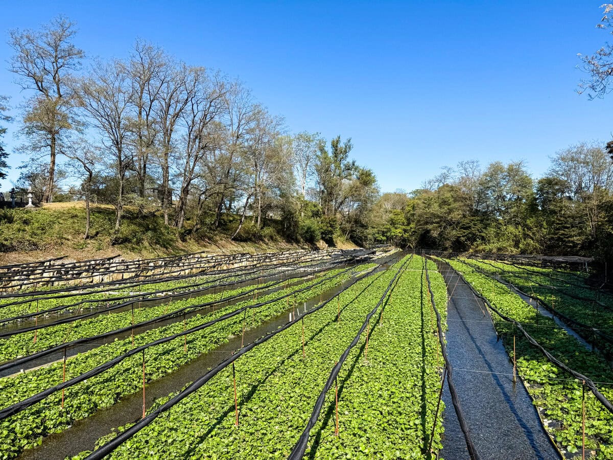 Daio Wasabi Farm in Azumoni, Japan
