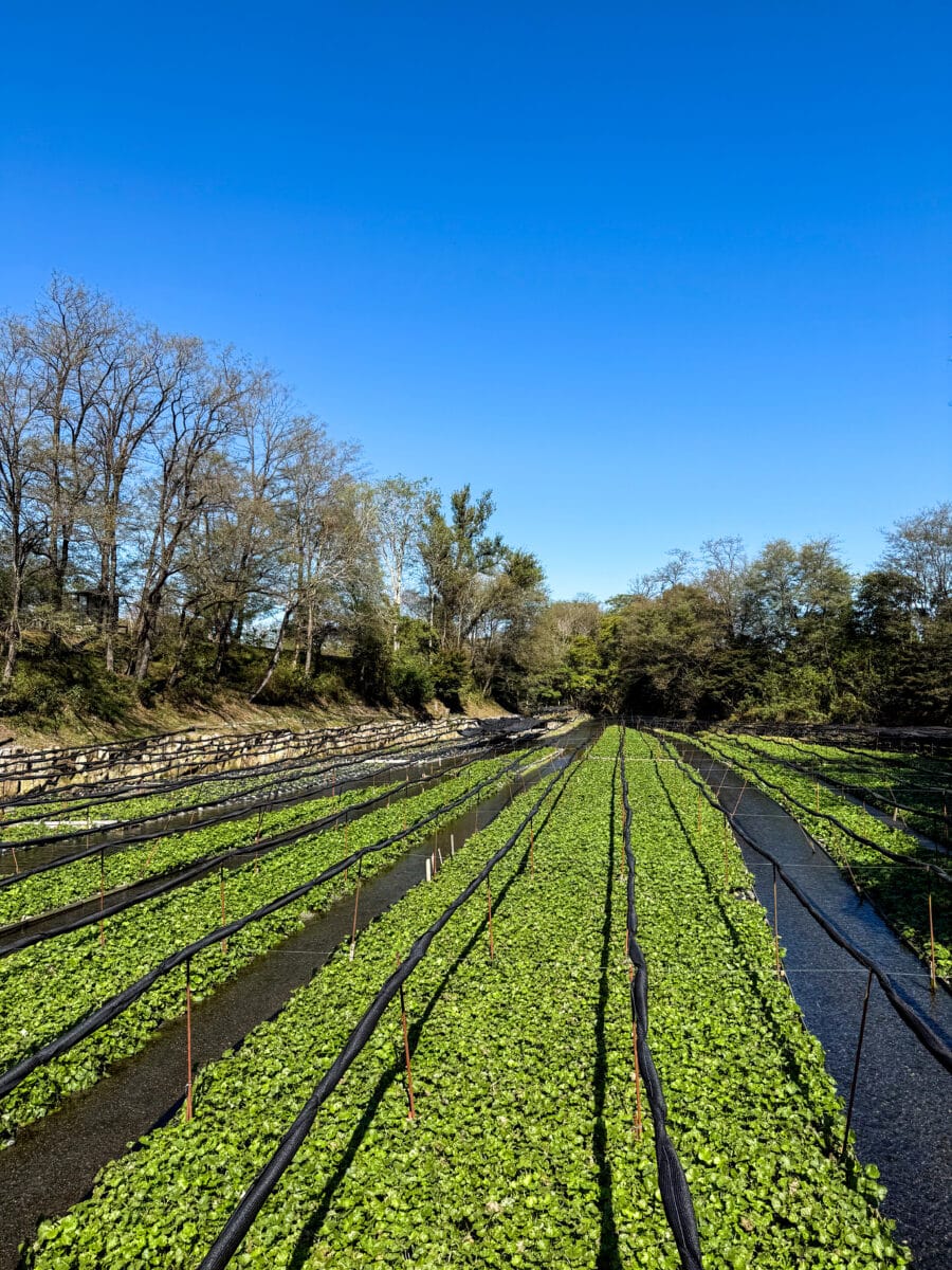 Daio Wasabi Farm in Japan