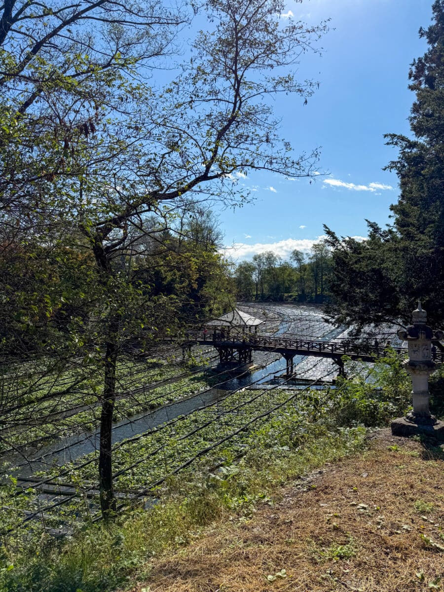 Daio Wasabi Farm in Japan