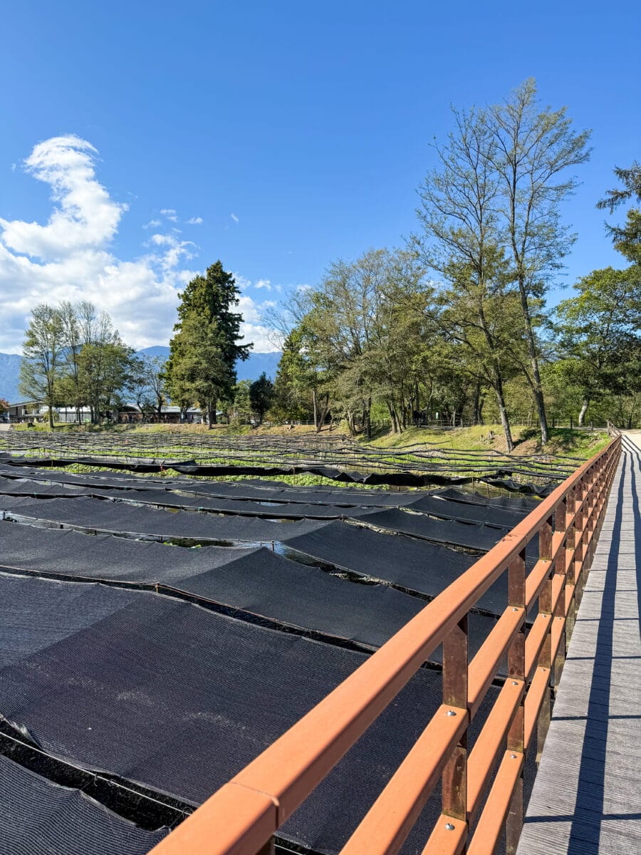 Schaduwdoeken over plantage met wasabi in Japan