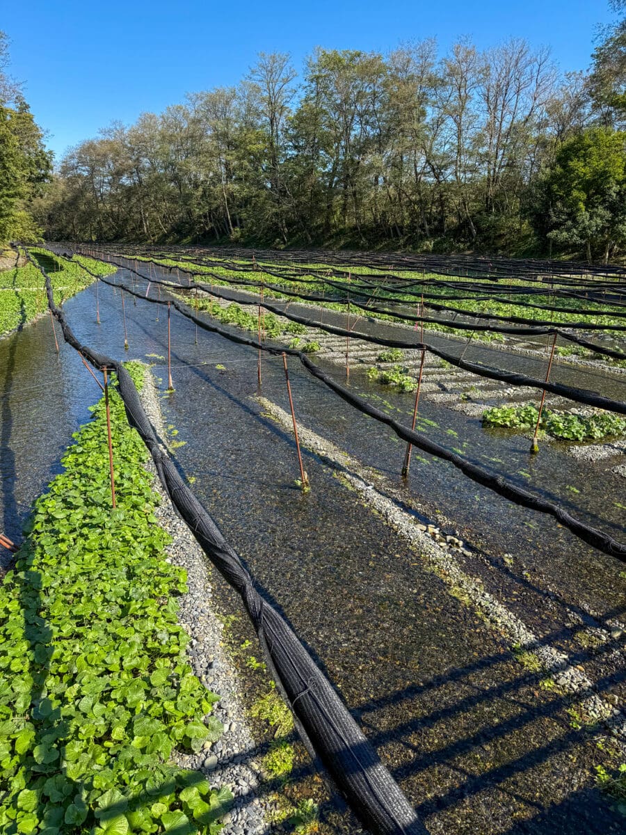 Wasabi groeit tussen water en kiezels in Japan