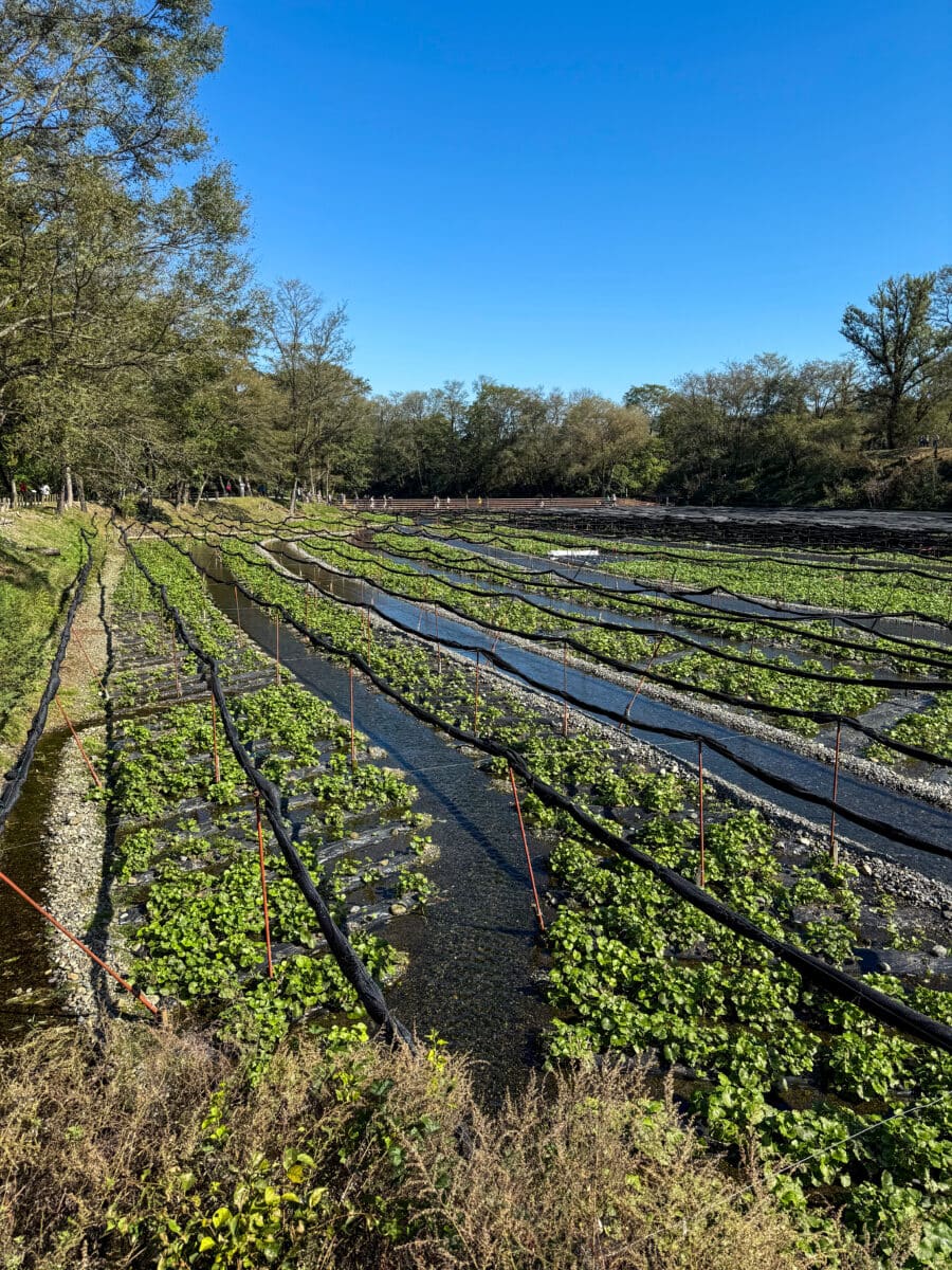 Plantages bij Daio Wasabi Farm in Japan