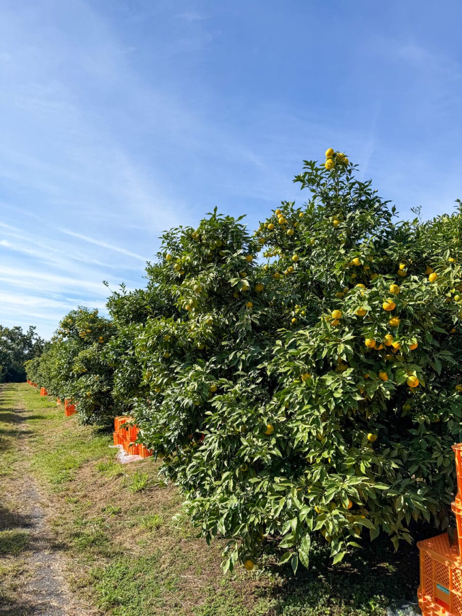Bomen vol met yuzu in Japan