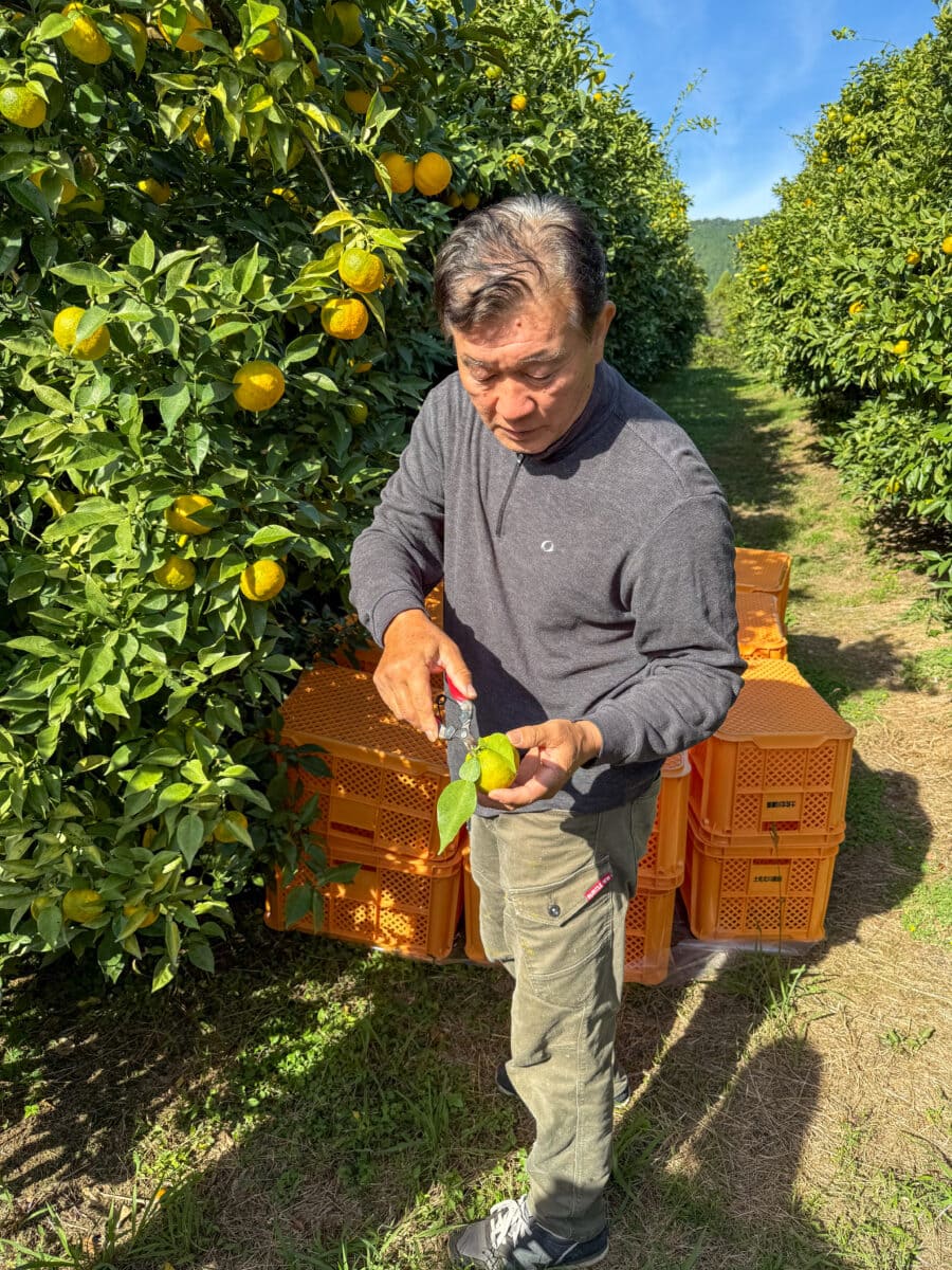 Boer met yuzu bij Kitagawa Farm in Japan