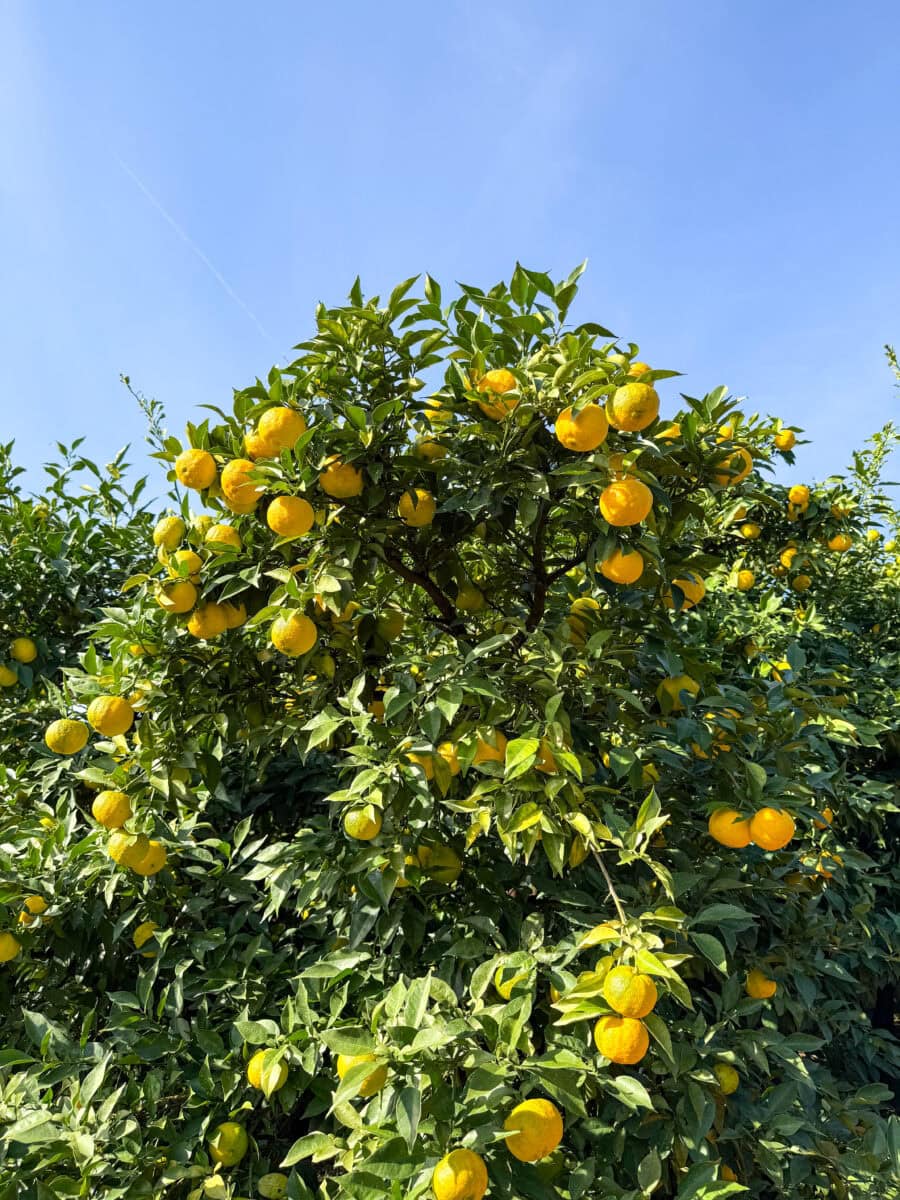 Yuzu bij Ourgarden Farm in Aki, Japan