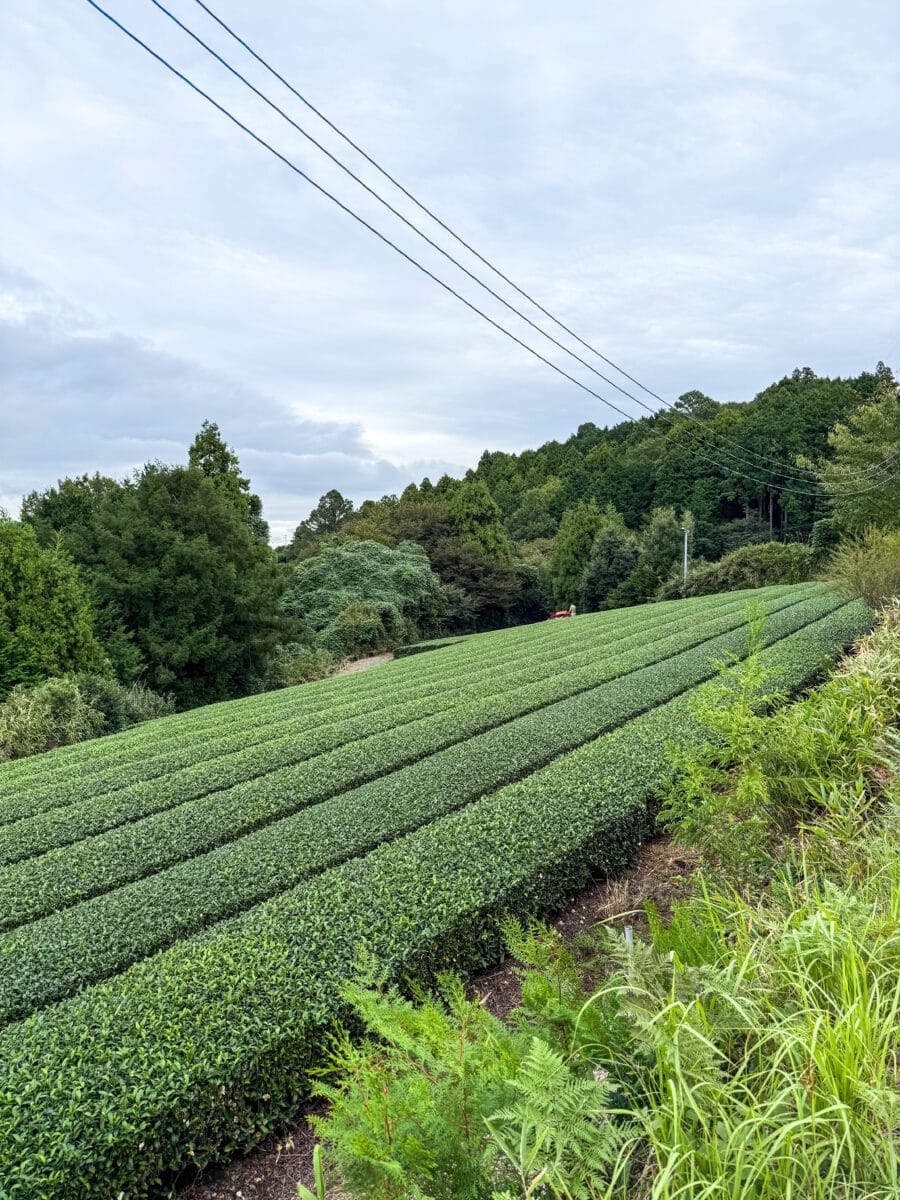 Theeplantage in Suruga in Japan