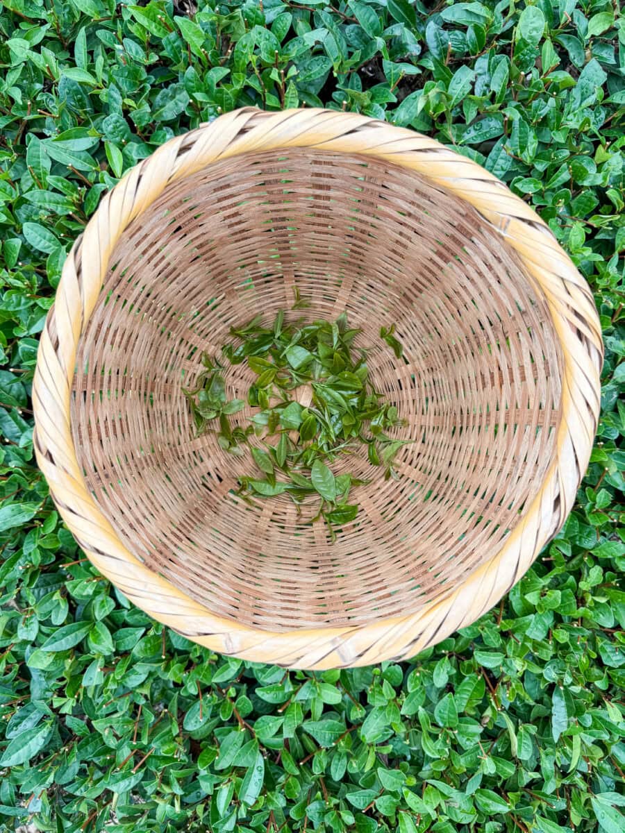 Rieten mand gevuld met theeblaadjes in Japan