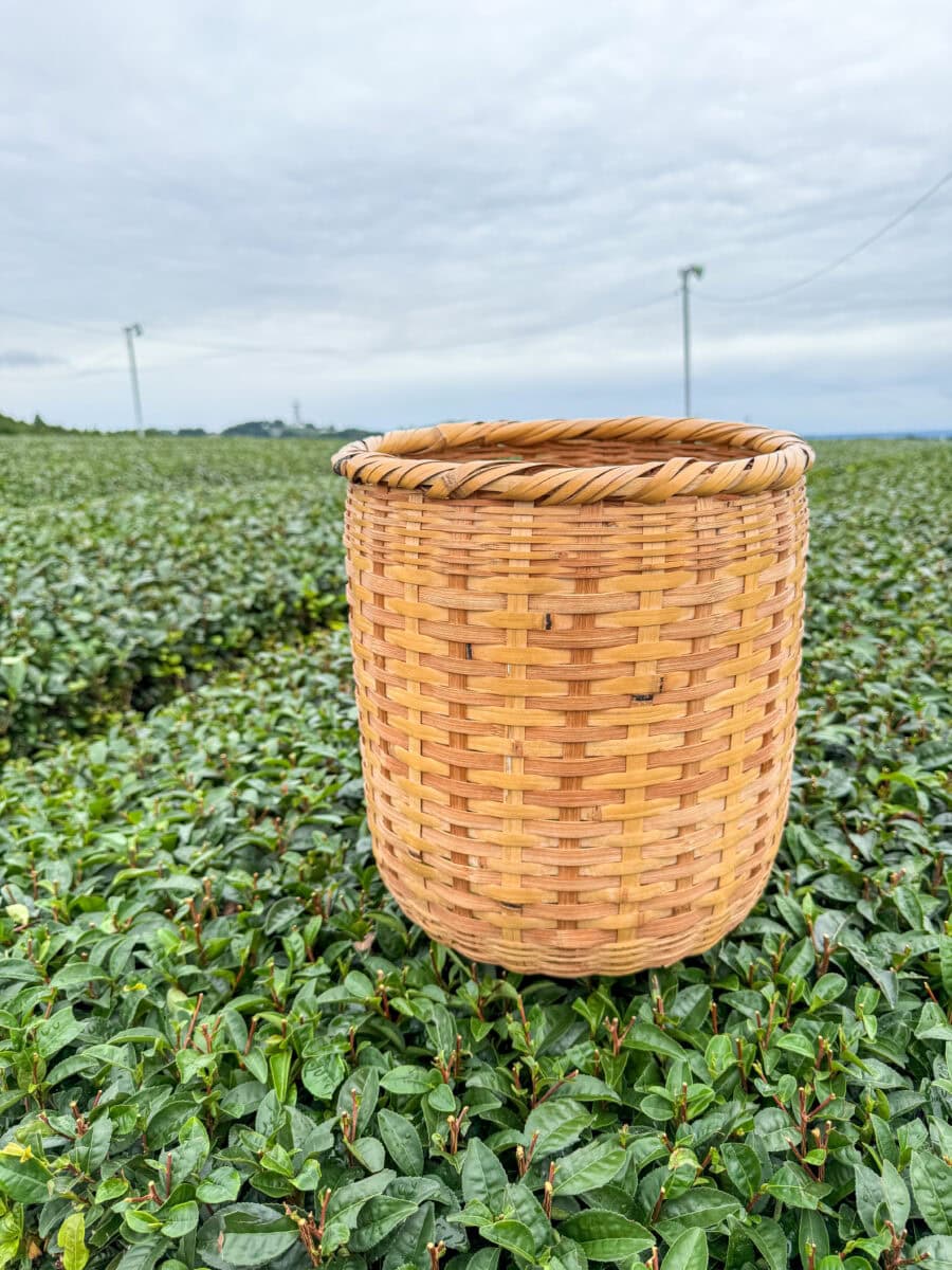Rieten mand om thee mee te plukken in Japan