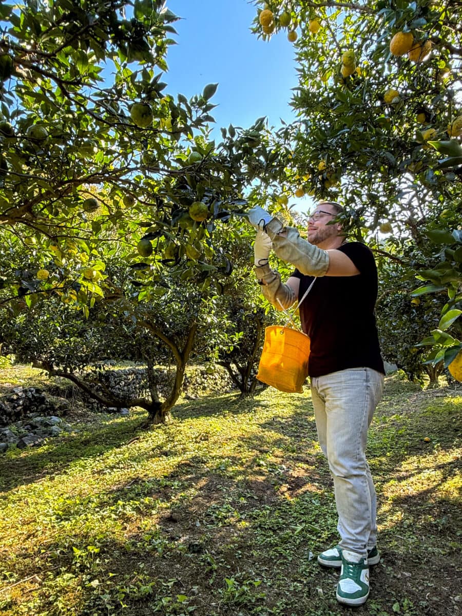 Bas Erkens plukt yuzu in Japan