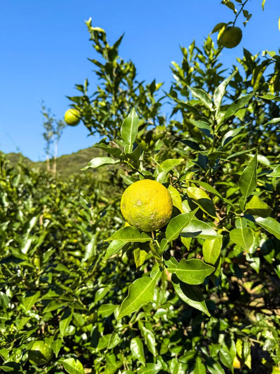 Verse yuzu in Japan