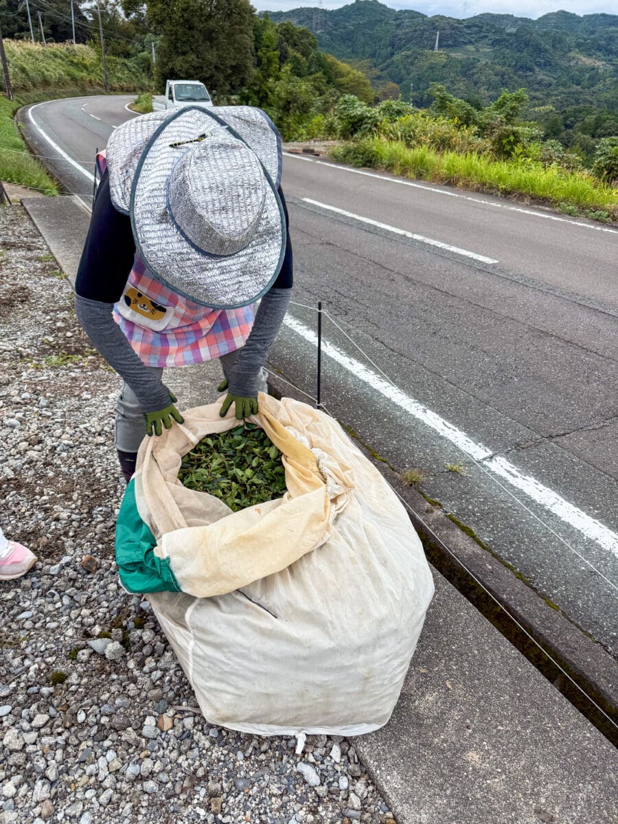 Japanse boerin met een zak vol geoogste theebladeren in Japan