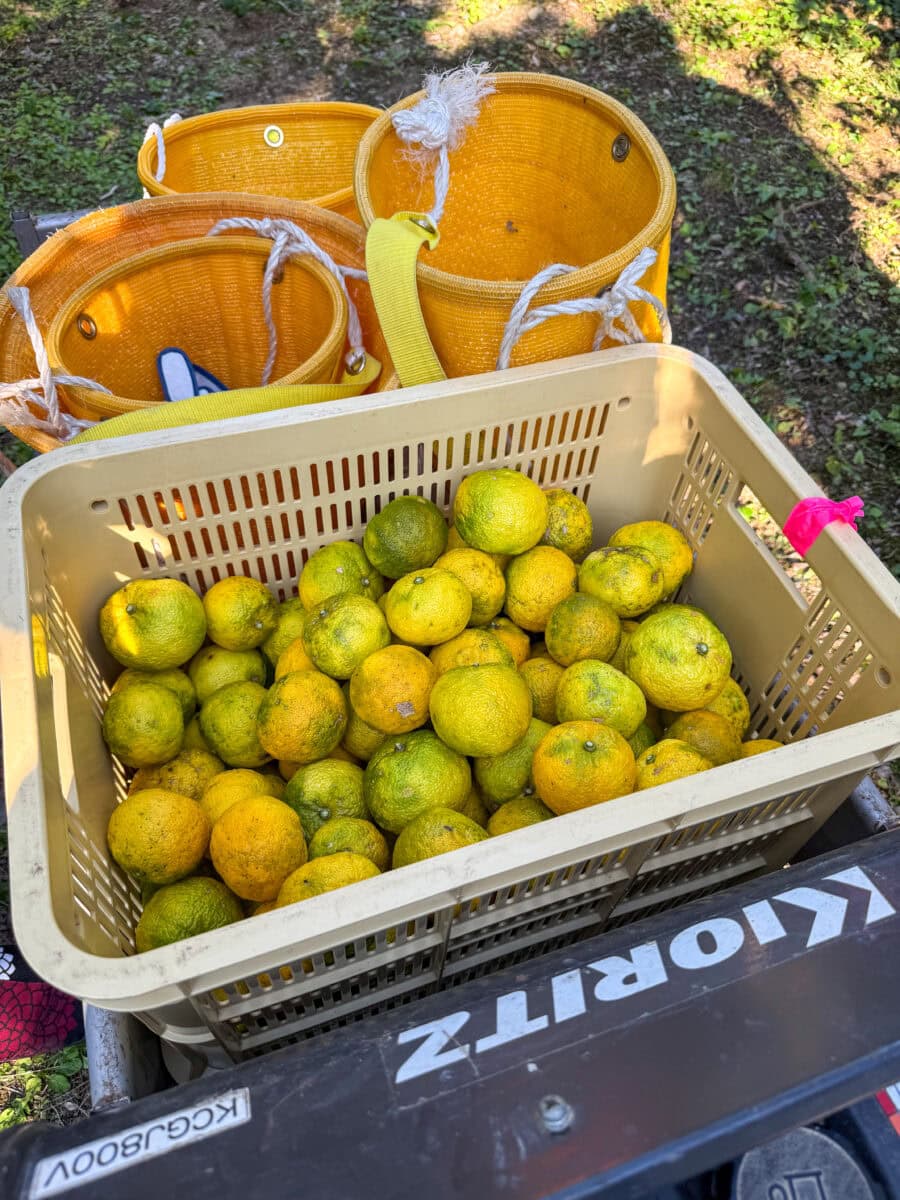 Krat vol met geplukte yuzu in Aki, Japan