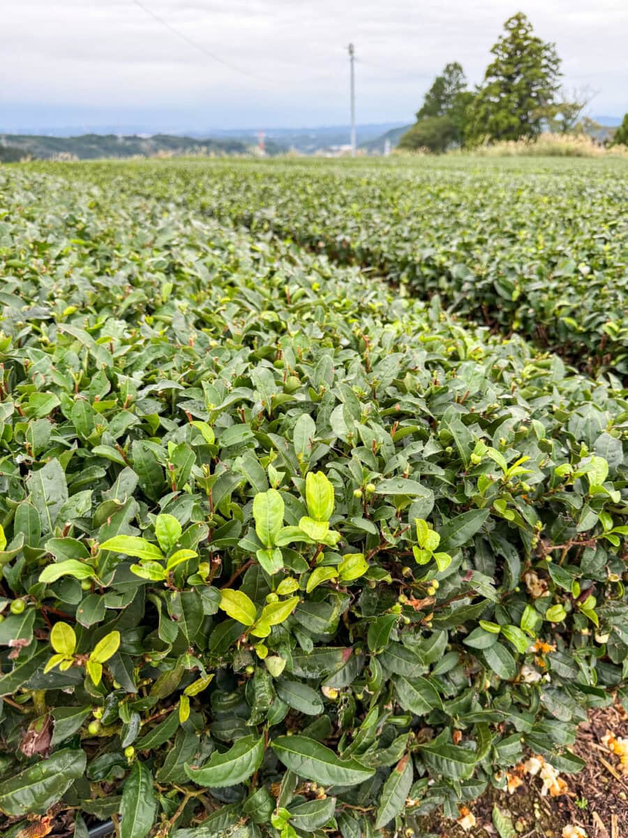 Theeplantage in Japan