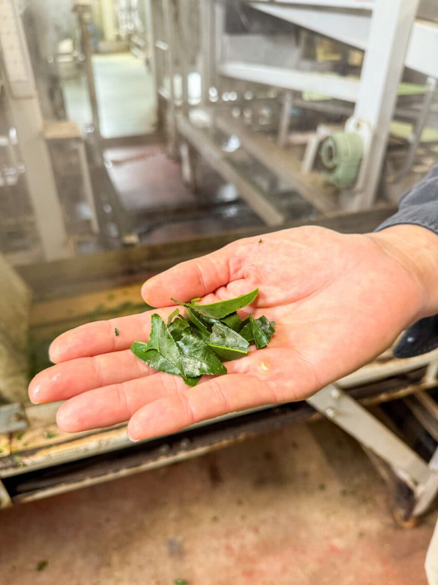 Geoogste theebladeren voor Japanse groene thee