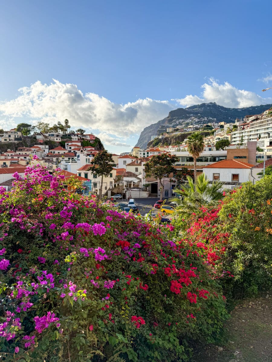 Bloeiende bloemen op het eiland Madeira
