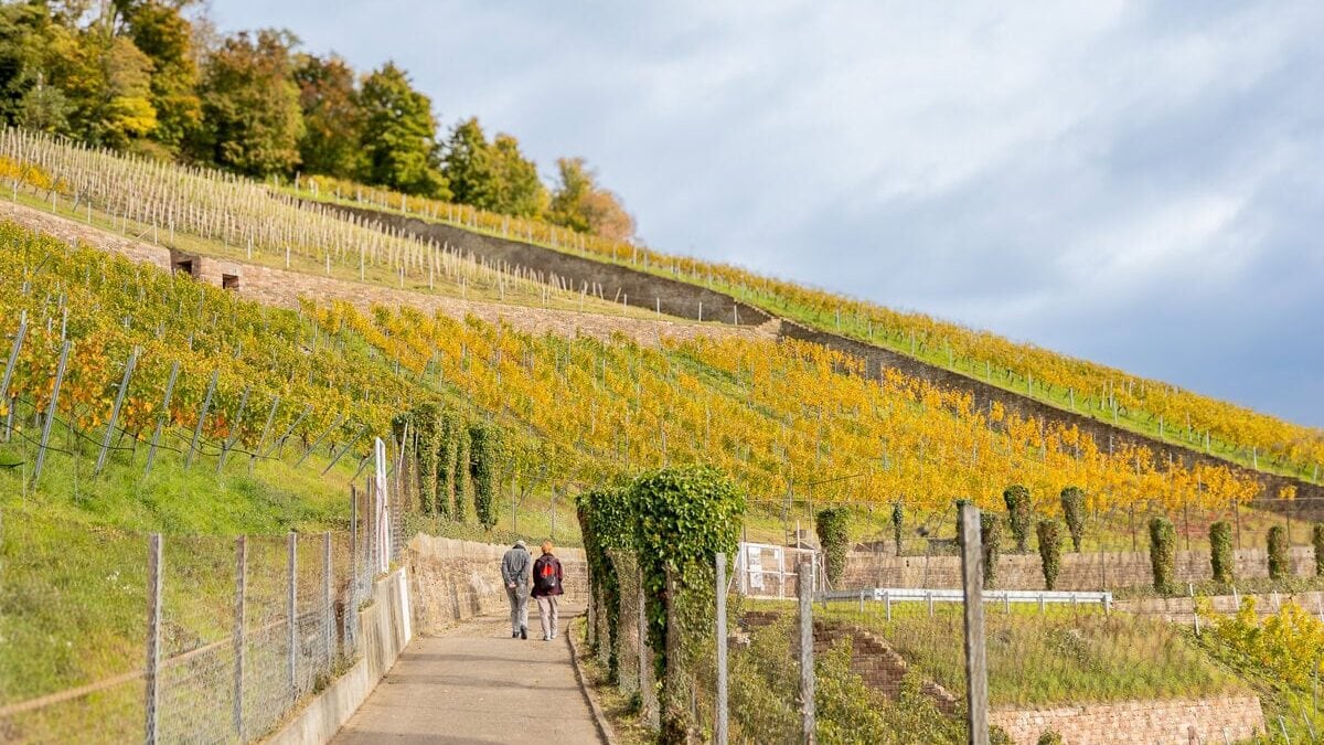 Wijngaarden rondom de Duitse stad Karlsruhe
