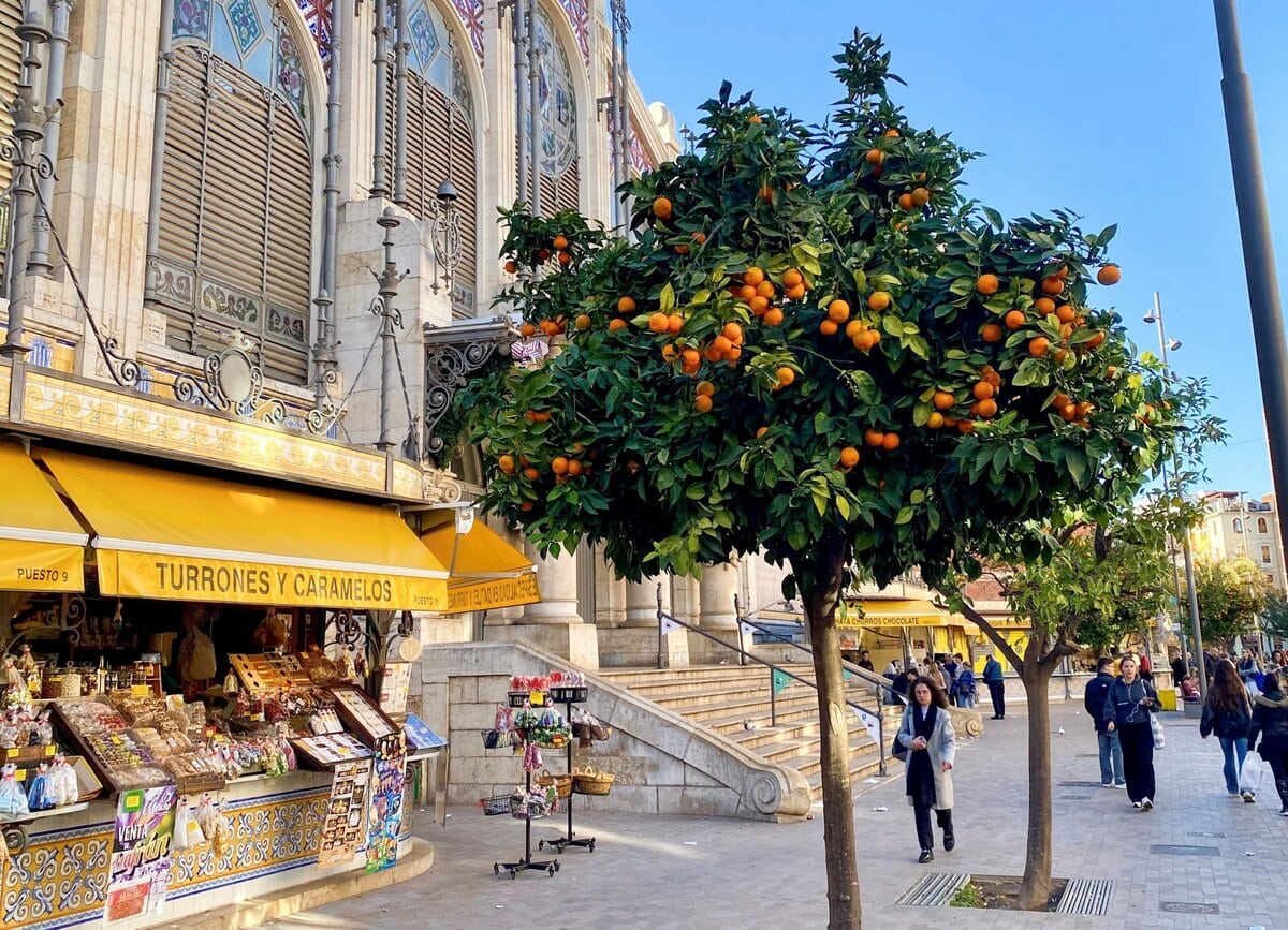 Sinaasappelboom in Valencia