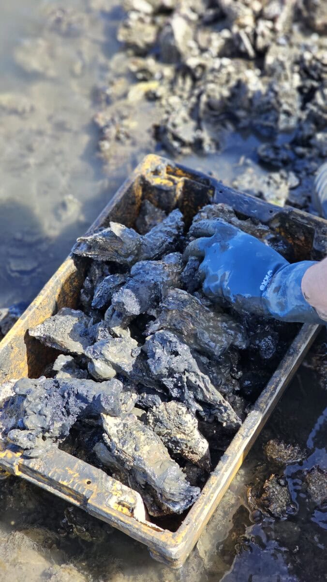 Wilde oesters van het wad