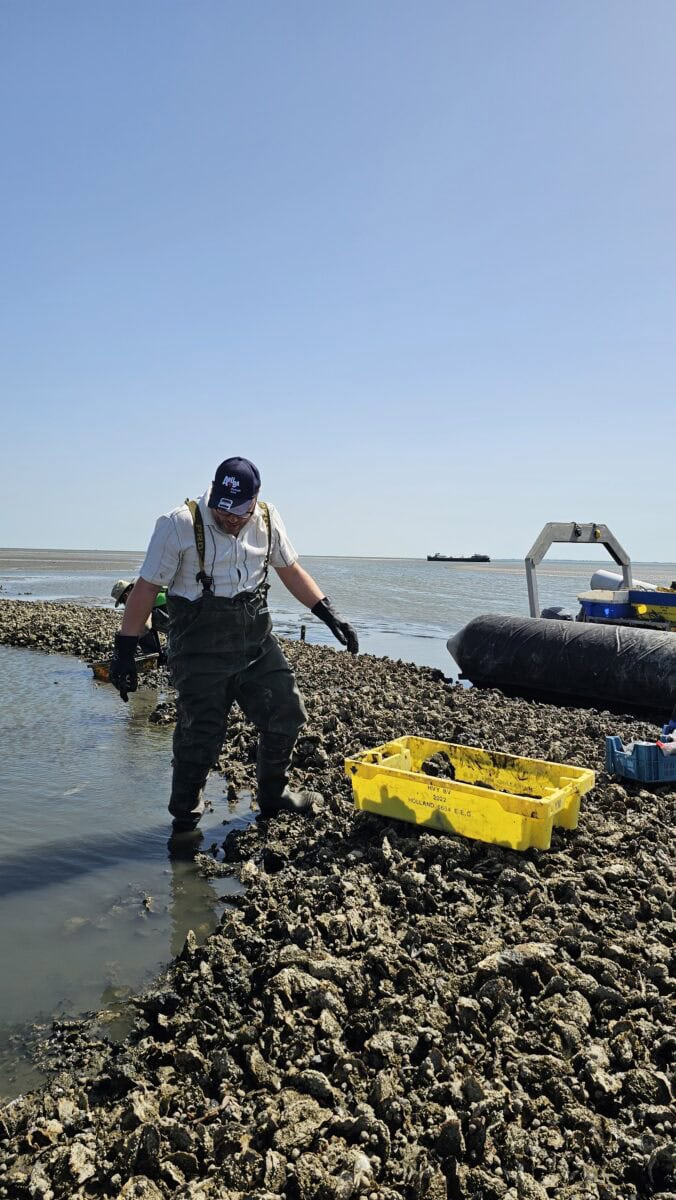 Bas Erkens raapt wilde oesters op het wad