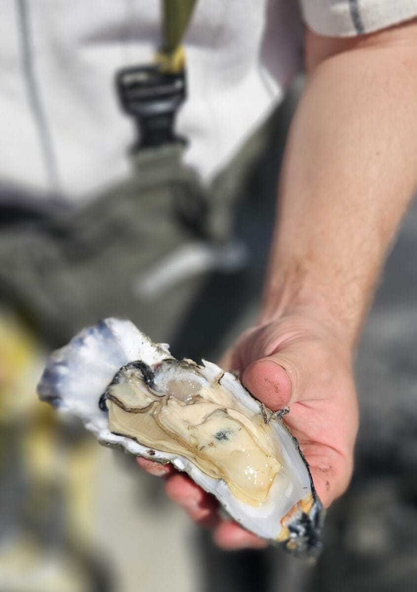 Wilde oester uit de Waddenzee