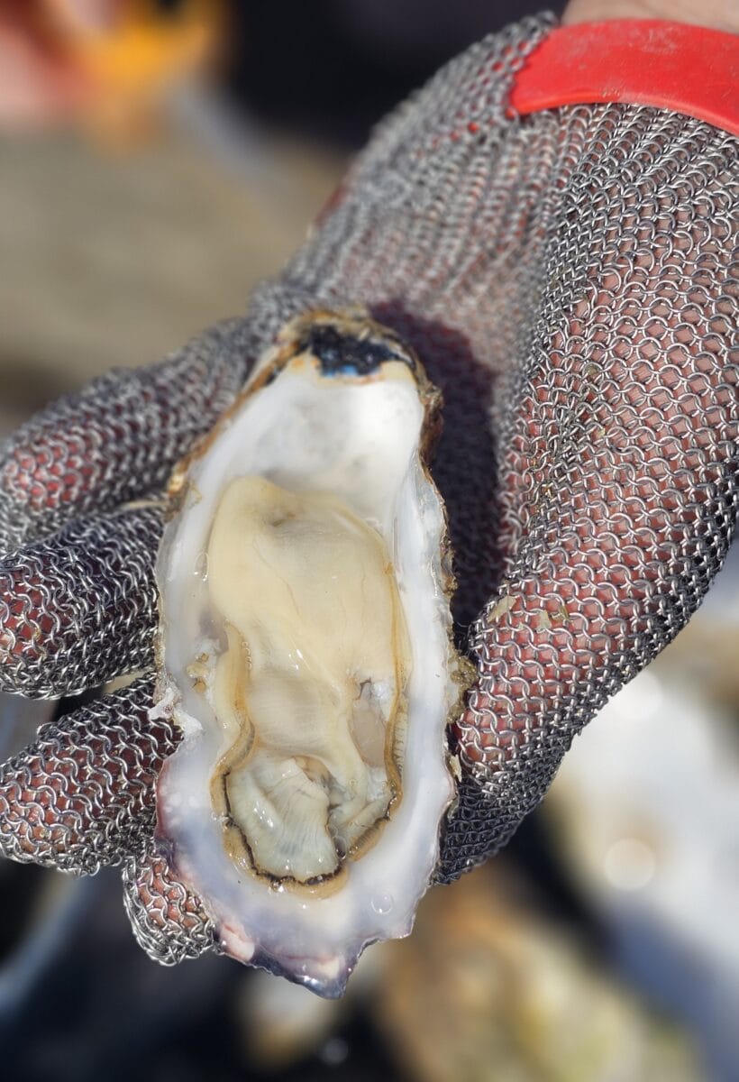Verse oester uit de Waddenzee