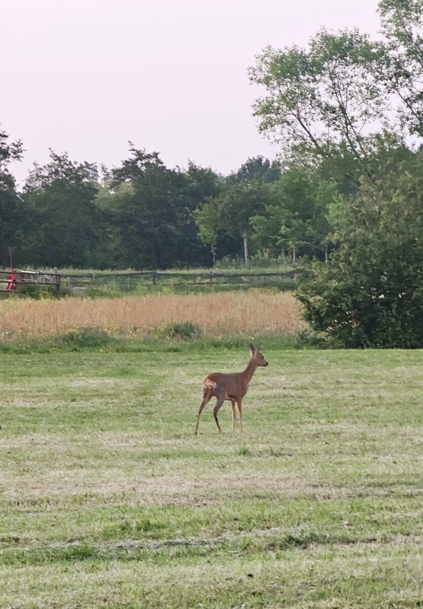 Een ree in het natuurgebied De Alde Feanen