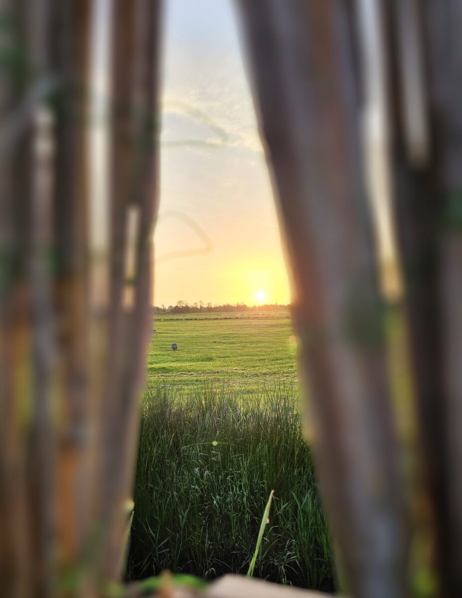Weiland in Friesland