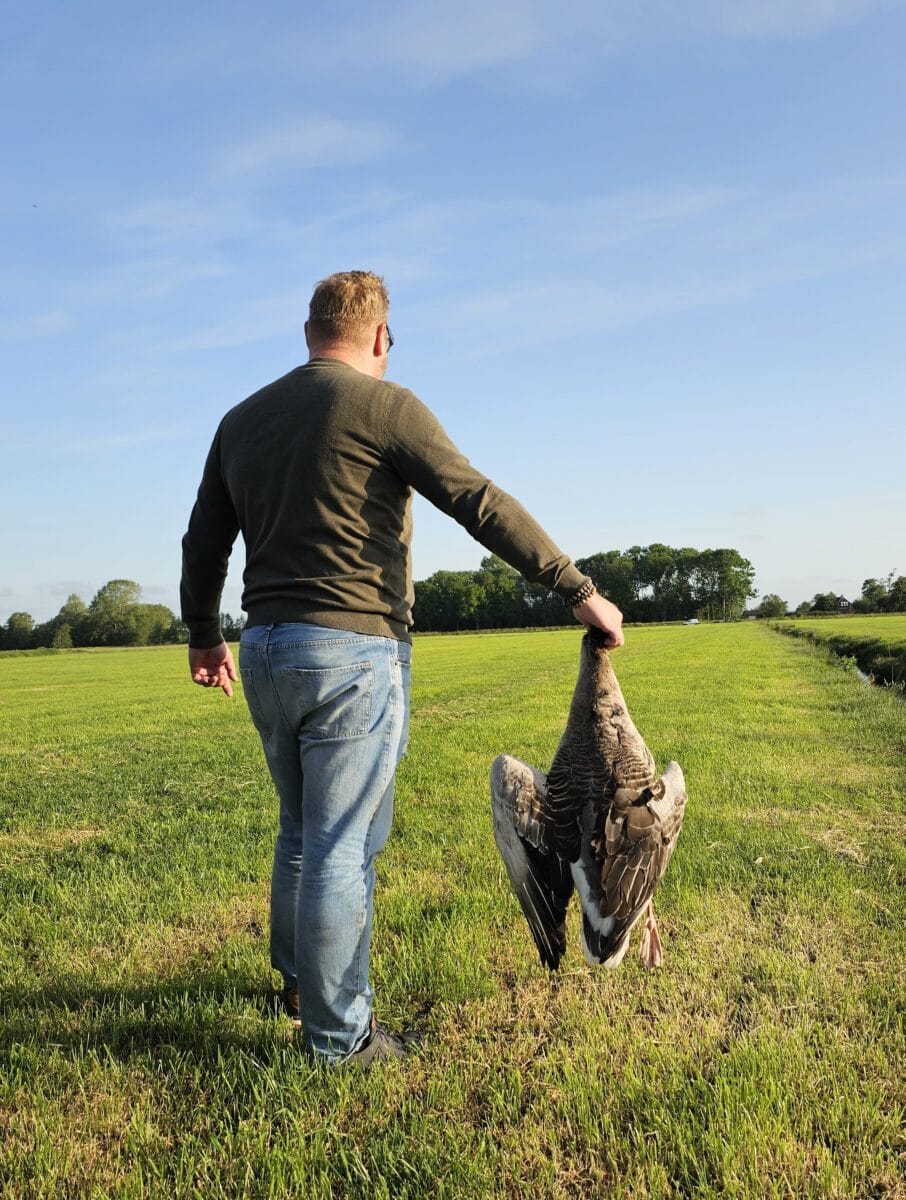 Bas loopt met een wilde gans door het weiland