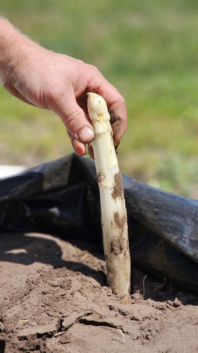 Verse asperge uit de grond