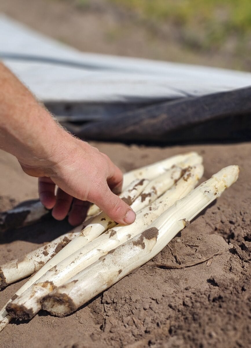 Witte asperges in Friesland