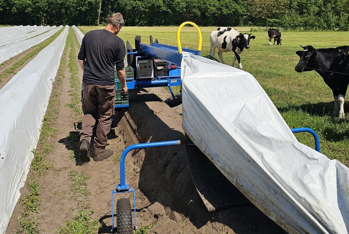 Boer Jelmer oogst asperges in Friesland