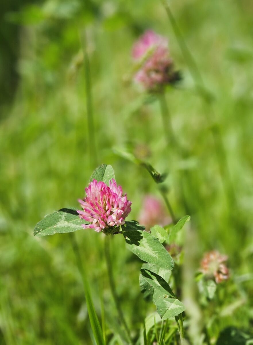 Bloemen in het Friese Beetsterzwaag