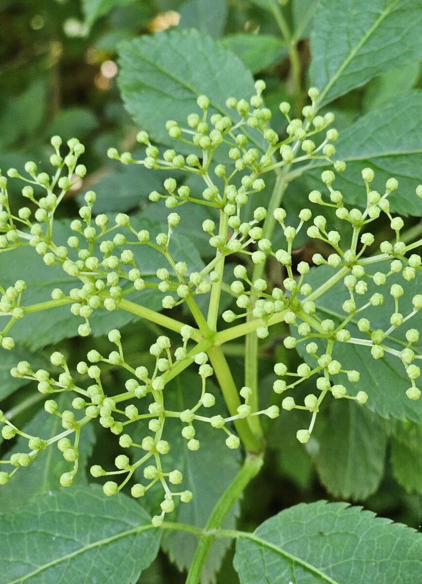 Wildplukken in Friesland